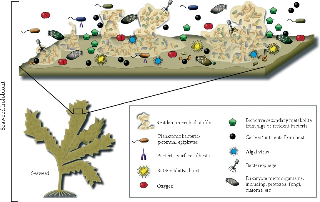  Nghi&ecirc;n cứu đa dạng vi sinh vật khu sinh th&aacute;i rong biển nhiệt đới
