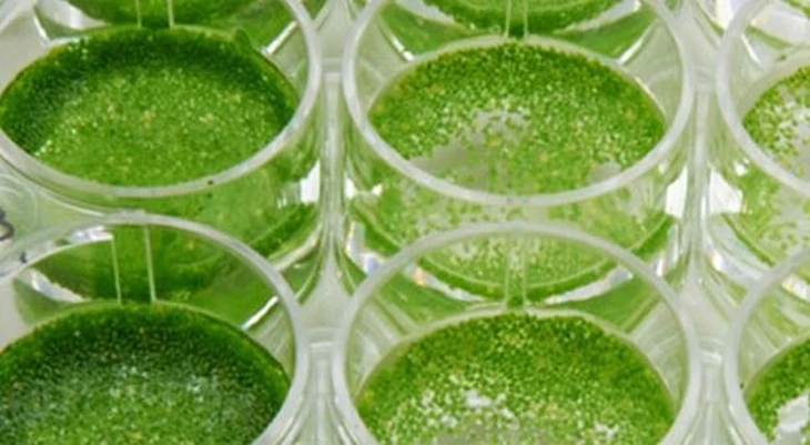 Nghi&ecirc;n cứu mới: B&egrave;o tấm hơn cả si&ecirc;u thực phẩm