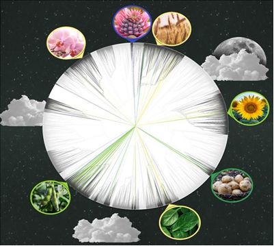 Nghi&ecirc;n cứu mới kh&aacute;m ph&aacute; c&aacute;c m&ocirc; h&igrave;nh trong sự ức chế tối của Rubisco