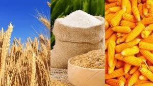 Yếu tố thời tiết tại Mỹ c&oacute; thể sẽ hỗ trợ gi&aacute; ng&ocirc; quay trở lại nhịp tăng