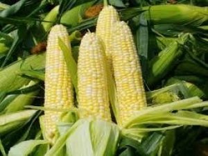 Thị trường NL TĂCN thế giới ng&agrave;y 1/3: Gi&aacute; ng&ocirc; duy tr&igrave; vững
