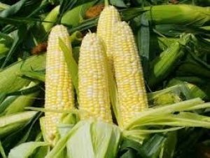Thị trường NL TĂCN thế giới ng&agrave;y 29/8: Gi&aacute; ng&ocirc; giảm xuống thấp nhất gần 8 th&aacute;ng