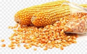 Khối lượng ng&ocirc; nhập khẩu năm 2021 giảm nhưng kim ngạch v&agrave; gi&aacute; tăng cao