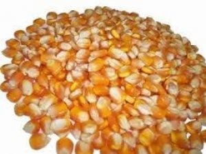 Nhập khẩu ng&ocirc; th&aacute;ng 1/2022 tăng mạnh cả về kim ngạch v&agrave; gi&aacute;