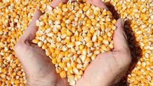 USDA: Dự b&aacute;o cung cầu ng&ocirc; thế giới ni&ecirc;n vụ 2019/20 