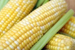 FAO: Dự b&aacute;o ng&agrave;y 6/9/2024 về cung - cầu ng&ocirc; thế giới năm 2024/2025