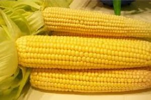 Nhập khẩu ng&ocirc; năm 2024 tăng cả về lượng v&agrave; kim ngạch