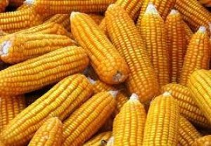 USDA: Dự báo cung cầu ngô thế giới niên vụ 2016/17