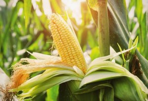 Việt Nam sẽ tăng mua n&ocirc;ng sản từ Hoa Kỳ, hướng tới c&acirc;n bằng thương mại giữa hai nước 