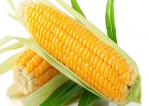 Nghi&ecirc;n cứu, đ&aacute;nh gi&aacute; khả năng ph&aacute;t t&aacute;n v&agrave;o m&ocirc;i trường của ng&ocirc; biến đổi gien tại Việt Nam