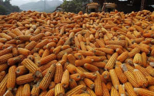 Nhu cầu ethanol hồi phục v&agrave; t&aacute;c động tới gi&aacute; ng&ocirc; 