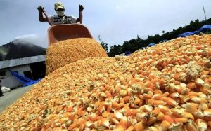Nguồn cung ng&ocirc; đang dần nới lỏng - g&aacute;nh nặng về chi ph&iacute; trong ng&agrave;nh chăn nu&ocirc;i sẽ giảm bớt? 