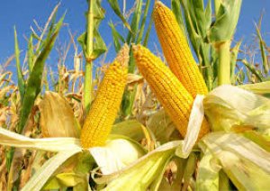 Thị trường ng&ocirc; thế giới năm 2025: Th&aacute;ch thức `mang theo` cơ hội