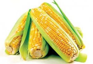 Nhập khẩu ng&ocirc; giảm th&aacute;ng thứ hai li&ecirc;n tiếp