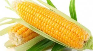 USDA: Dự b&aacute;o cung cầu ng&ocirc; thế giới ni&ecirc;n vụ 2016/17 