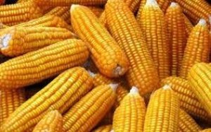 Năm 2017 nhập khẩu ng&ocirc; từ thị trường Th&aacute;i Lan tăng đột biến 