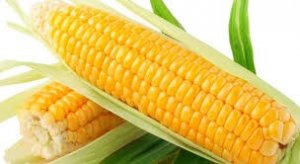 Nhập khẩu ng&ocirc; 6 th&aacute;ng đầu năm 2019 đều sụt giảm ở cả lượng v&agrave; trị gi&aacute; 