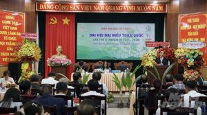 `Đ&iacute;ch gần` 1 tỷ đ&ocirc; sắp đưa dừa v&agrave;o nh&oacute;m ng&agrave;nh xuất khẩu mũi nhọn 