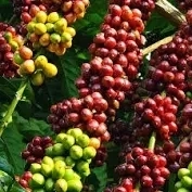 Nguồn cung khởi sắc, gi&aacute; c&agrave; ph&ecirc; thế giới giảm