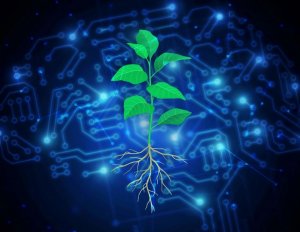 C&aacute;c nh&agrave; khoa học đ&atilde; t&igrave;m ra phương ph&aacute;p nh&acirc;n giống c&acirc;y trồng sử dụng carbon hiệu quả hơn