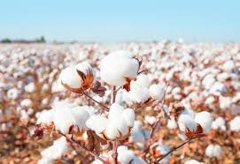 Nhập khẩu b&ocirc;ng từ c&aacute;c thị trường năm 2025 