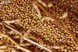 Nhập khẩu đậu tương năm 2025 tăng cả về lượng v&agrave; kim ngạch 