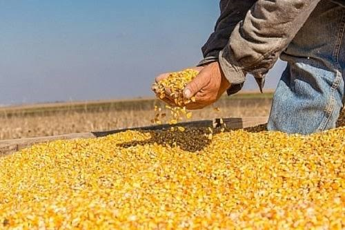 Nhập khẩu ng&ocirc; của Việt Nam 6 th&aacute;ng đầu năm 2026: Lượng v&agrave; kim ngạch tăng mạnh