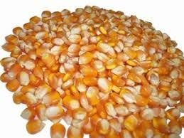 Nhập khẩu ng&ocirc; th&aacute;ng 1/2026 sụt giảm cả lượng v&agrave; kim ngạch