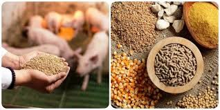 Nhập khẩu thức ăn gia s&uacute;c 8 th&aacute;ng năm 2025 giảm nhẹ