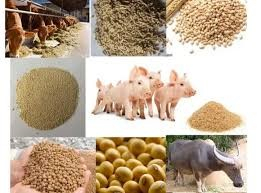 Nhập khẩu thức ăn gia s&uacute;c v&agrave; nguy&ecirc;n liệu từ c&aacute;c thị trường chủ yếu th&aacute;ng 1/2026 