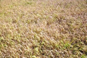 Ảnh hưởng của tỷ lệ natri-canxi trao đổi trong đất đối với sinh trưởng v&agrave; năng suất l&uacute;a do tưới nước mặn tr&ecirc;n đất nhiễm mặn 