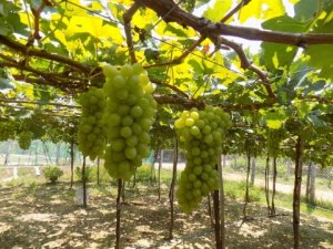 Ảnh hưởng của nồng độ kh&iacute; CO2 đến tỷ lệ rụng quả trong qu&aacute; tr&igrave;nh bảo quản quả nho xanh Ninh Thuận (NH 01 &ndash; 48) bằng phương ph&aacute;p điều chỉnh kh&iacute; (Controlled Atmosphere &ndash; CA)