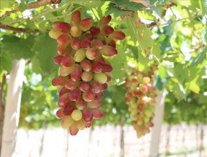 Ho&agrave;n thiện c&ocirc;ng nghệ bảo quản nho v&agrave; t&aacute;o tại Ninh Thuận bằng kỹ thuật bao g&oacute;i kh&iacute; điều biến