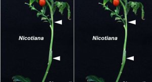 X&aacute;c định loại enzyme tạo điều kiện cho việc gh&eacute;p giữa c&aacute;c c&acirc;y thuộc họ kh&aacute;c nhau