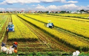 Ng&agrave;nh n&ocirc;ng nghiệp đ&oacute;ng g&oacute;p t&iacute;ch cực để ph&aacute;t triển bền vững 