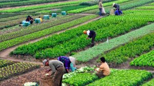 Ph&aacute;t triển n&ocirc;ng nghiệp hữu cơ cần x&aacute;c định đ&uacute;ng mục ti&ecirc;u
