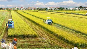 Ng&agrave;nh n&ocirc;ng nghiệp - Trụ đỡ của nền kinh tế