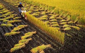 Để gia tăng chuỗi gi&aacute; trị ng&agrave;nh n&ocirc;ng nghiệp