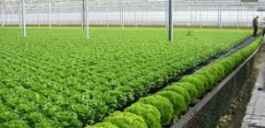 Phân tích xu hướng sản xuất nông nghiệp hữu cơ và sản phẩm hữu cơ trên cơ sở số liệu sáng chế quốc tế