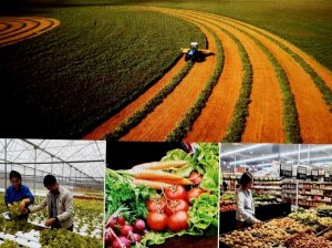 Để x&acirc;y dựng thương hiệu n&ocirc;ng nghiệp hữu cơ &ldquo;made in Vietnam&rdquo; 