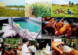 N&ocirc;ng nghiệp hữu cơ, nhu cầu tất yếu cho ph&aacute;t triển bền vững 