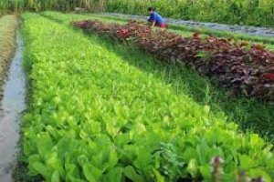 Vì sự phát triển một nền nông nghiệp Việt Nam an toàn và bền vững
