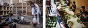 FAO khuyến nghị &lsquo;s&aacute;u kh&oacute;a học điện tử&rsquo; trong năm mới 2022 