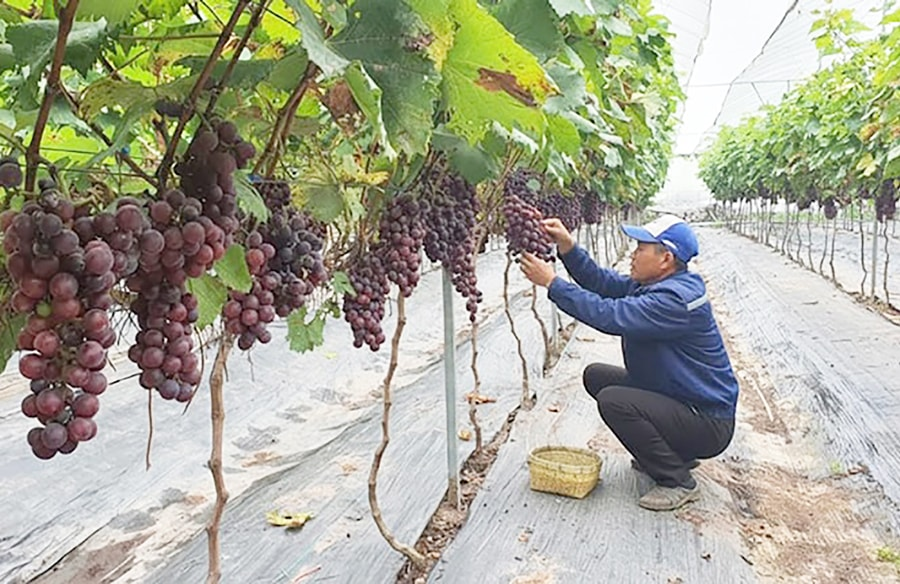 N&ocirc;ng nghiệp đ&ocirc; thị xanh: Động lực n&acirc;ng cao năng suất v&agrave; gi&aacute; trị sản xuất