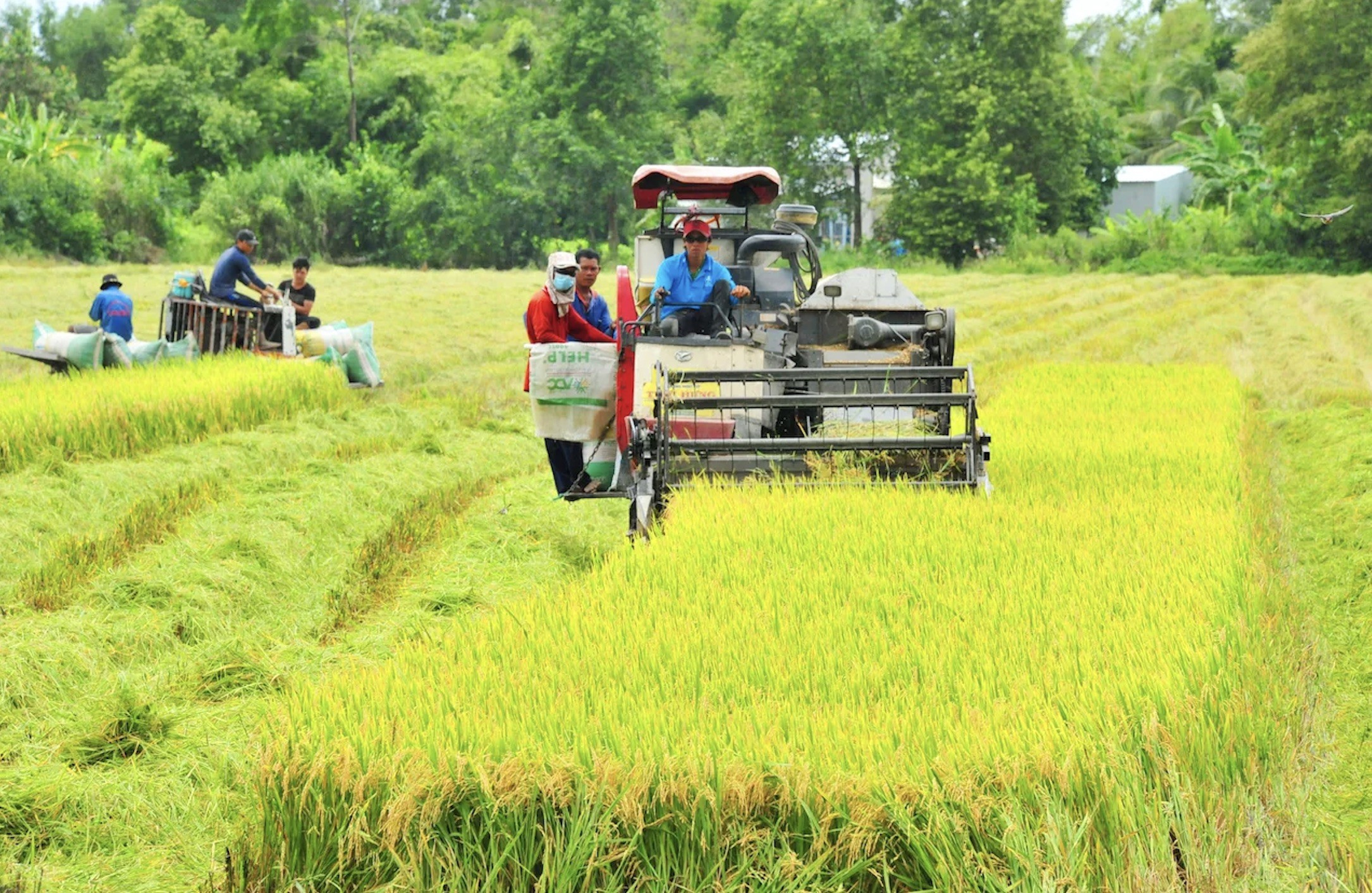 N&ocirc;ng nghiệp Việt Nam: Kh&aacute;t vọng vươn m&igrave;nh trong kỷ nguy&ecirc;n số