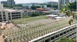 Chiến lược n&ocirc;ng nghiệp đ&ocirc; thị của Singapore 