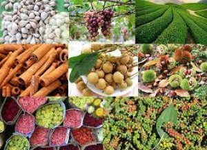 Gi&aacute; n&ocirc;ng sản thế giới chi tiết h&ocirc;m nay 27/7/2022