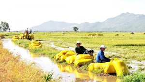 Đột ph&aacute; từ HTX n&ocirc;ng nghiệp kiểu mới