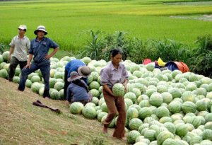Giải quyết t&igrave;nh trạng cung vượt cầu để n&ocirc;ng sản kh&ocirc;ng c&ograve;n cảnh "được m&ugrave;a, mất gi&aacute;"