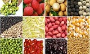Bảy n&ocirc;ng sản xuất khẩu tỷ đ&ocirc; năm 2017